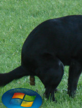 Dog crapping on a Windows Vista logo